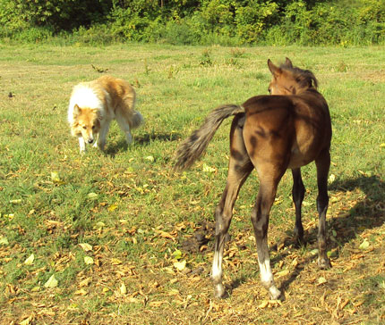 foal and collie